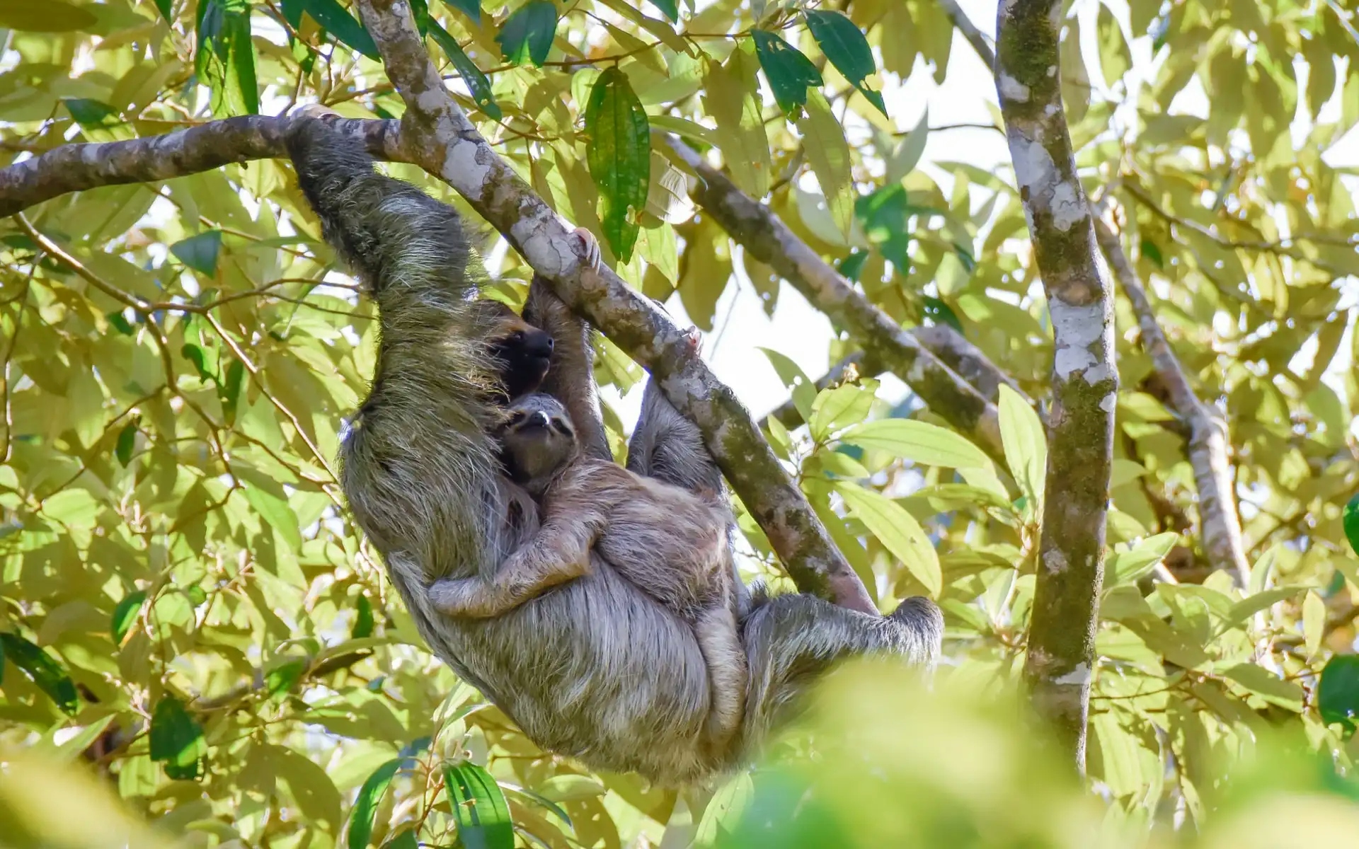 sloths in Suriname