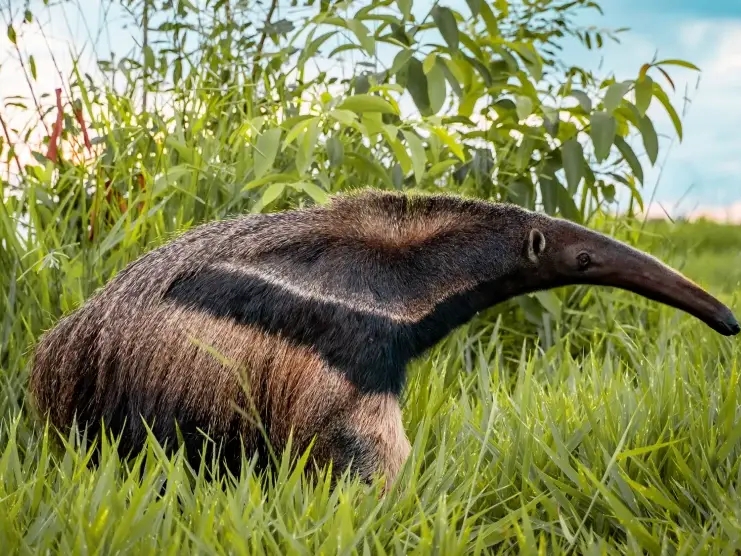 a giant anteater in Guyana