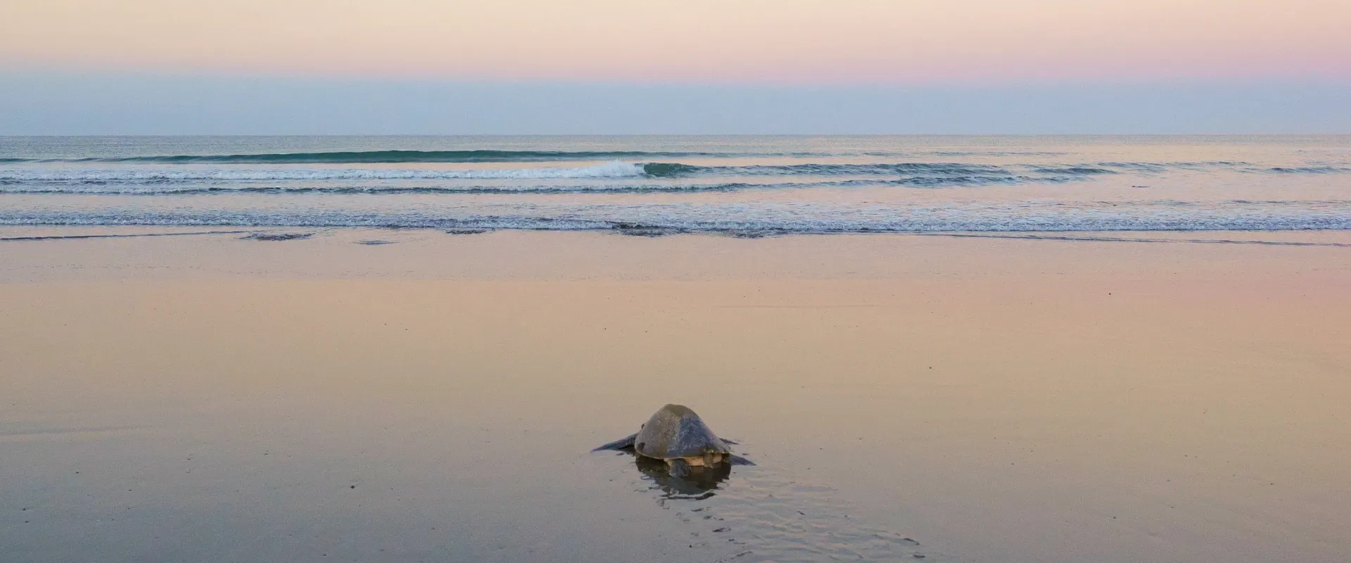 A turtle swims out to the sea in Costa Rica
