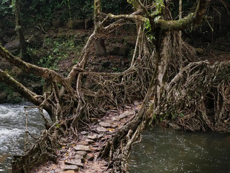 Hike To See the Living Root Bridges of Northeast India