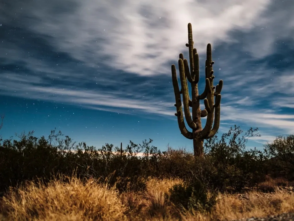 A cactus stands in the desert near Tucson, Arizona