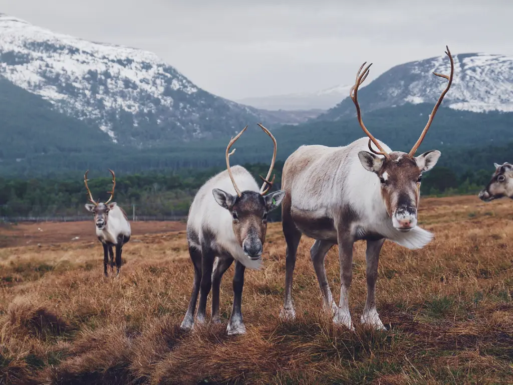 Cairngorm Reindeer in Scotland