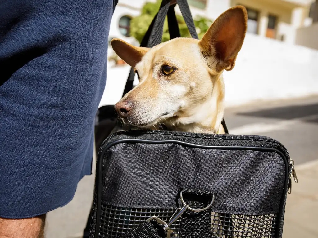 dog in a travel carrier