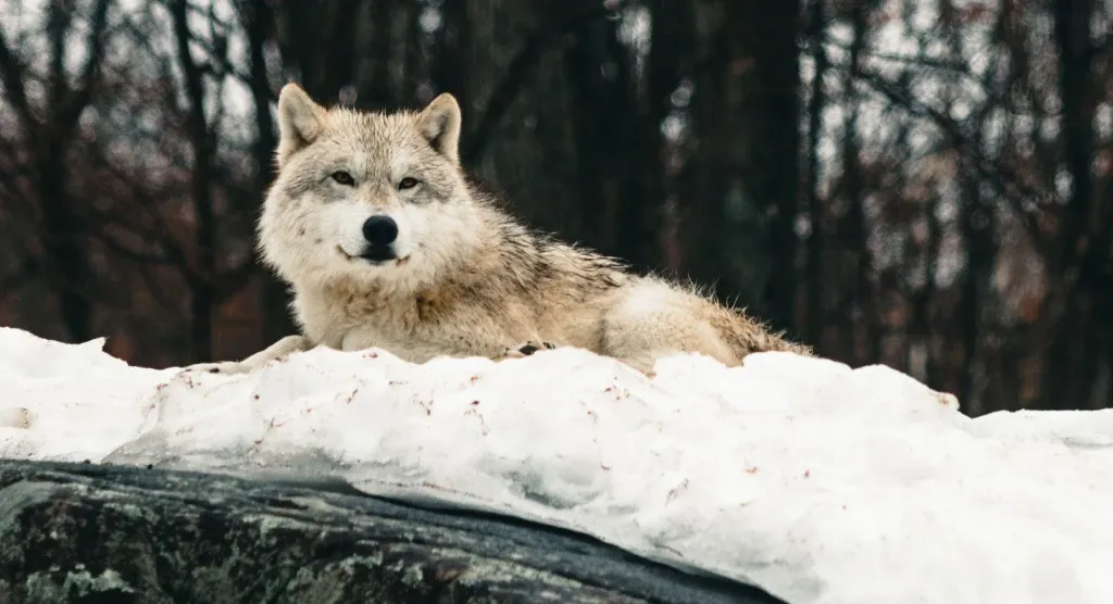 great wolf.