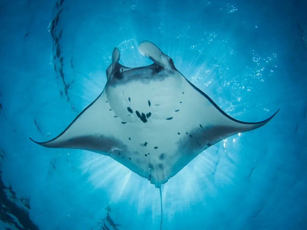 A manta ray from below