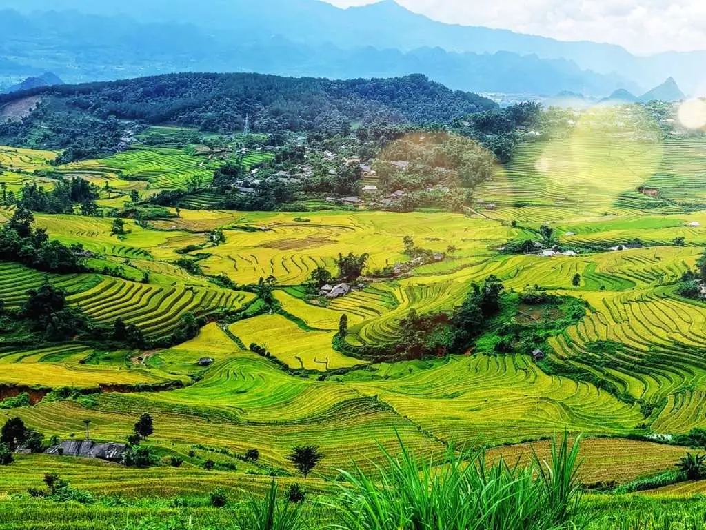 rice terraces in Laos