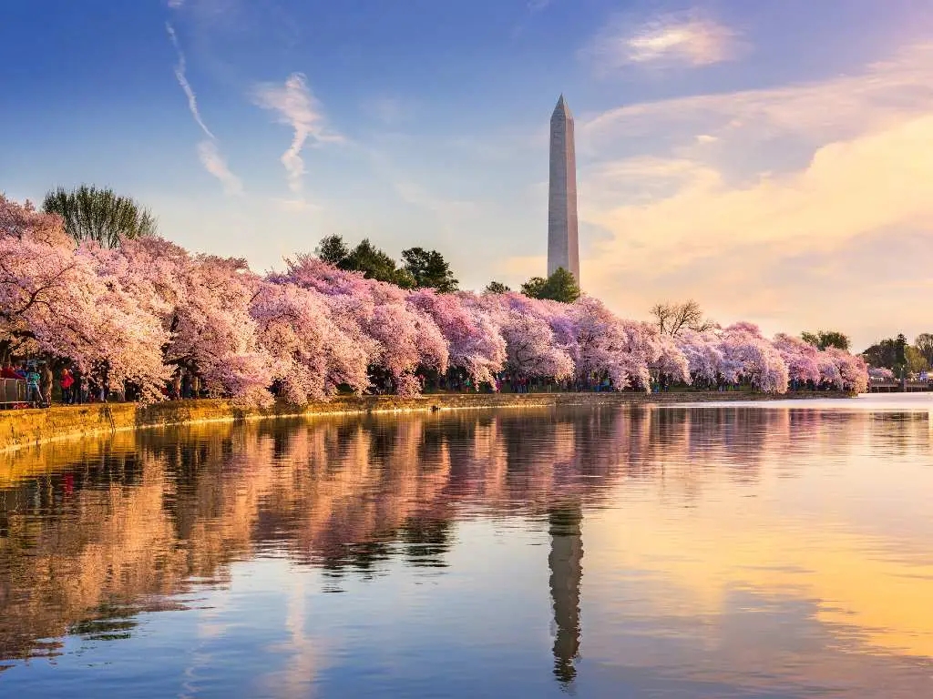 cherry blossom trees in Washington, DC