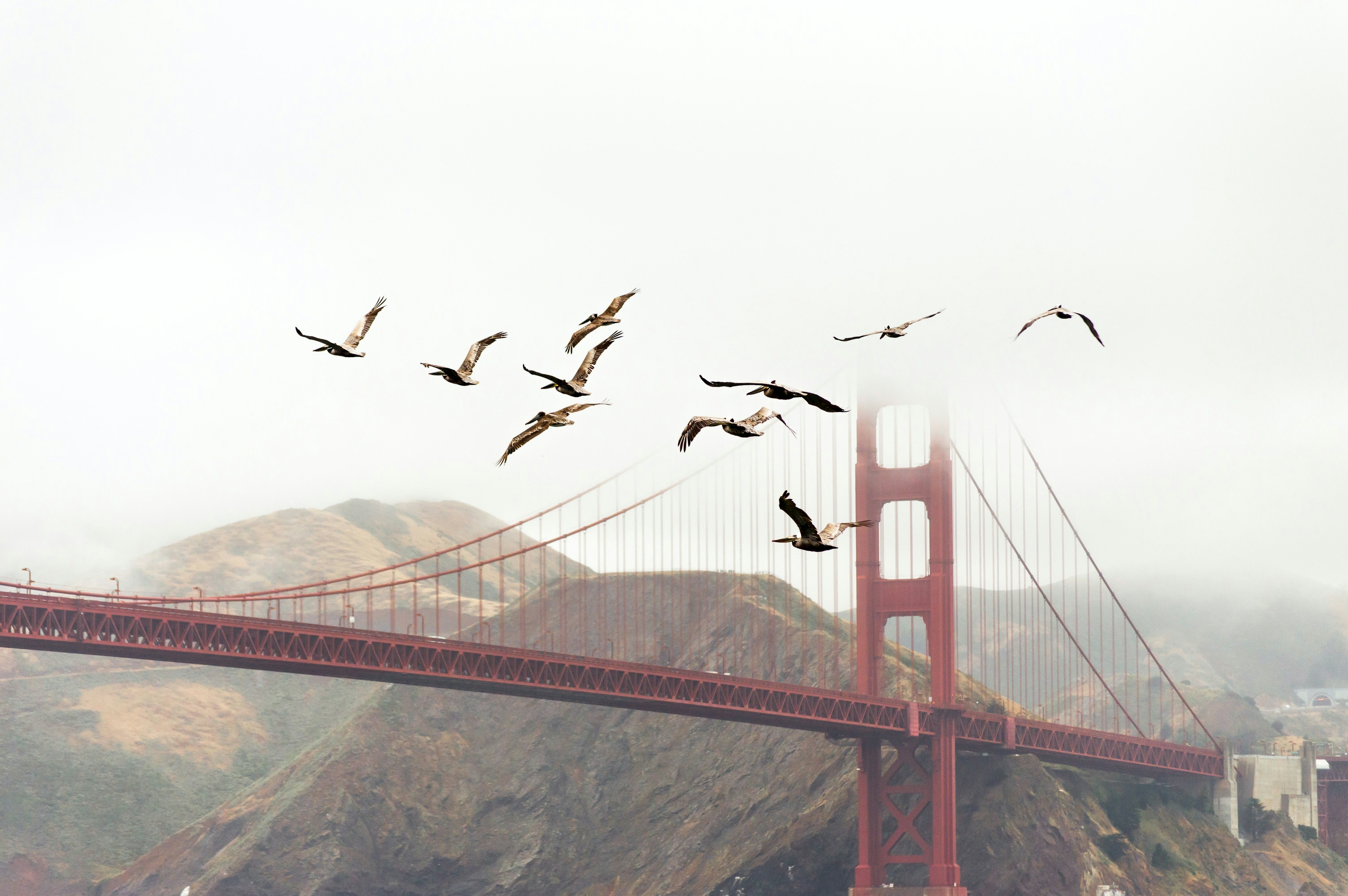 Birds flying by the Golden Gate Bridge in San Francisco