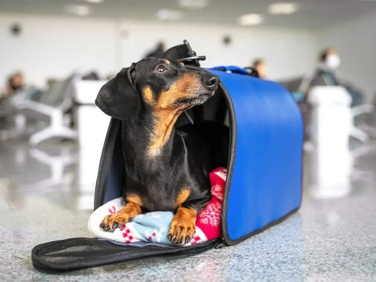 The Most Pet-Friendly Airports in the US