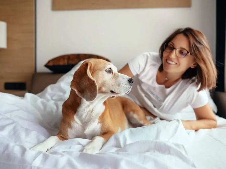 Everything You Need to Know About Staying in a Hotel with Your Pet