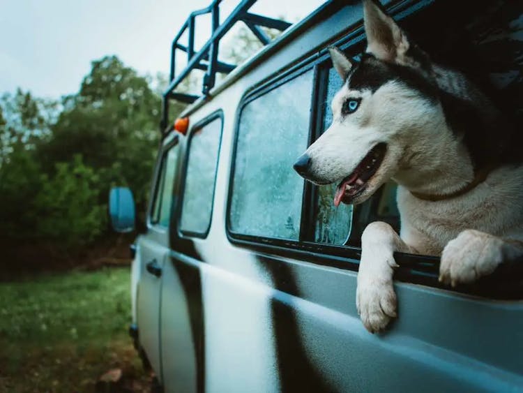 10 Tips for Roadtripping with Pets