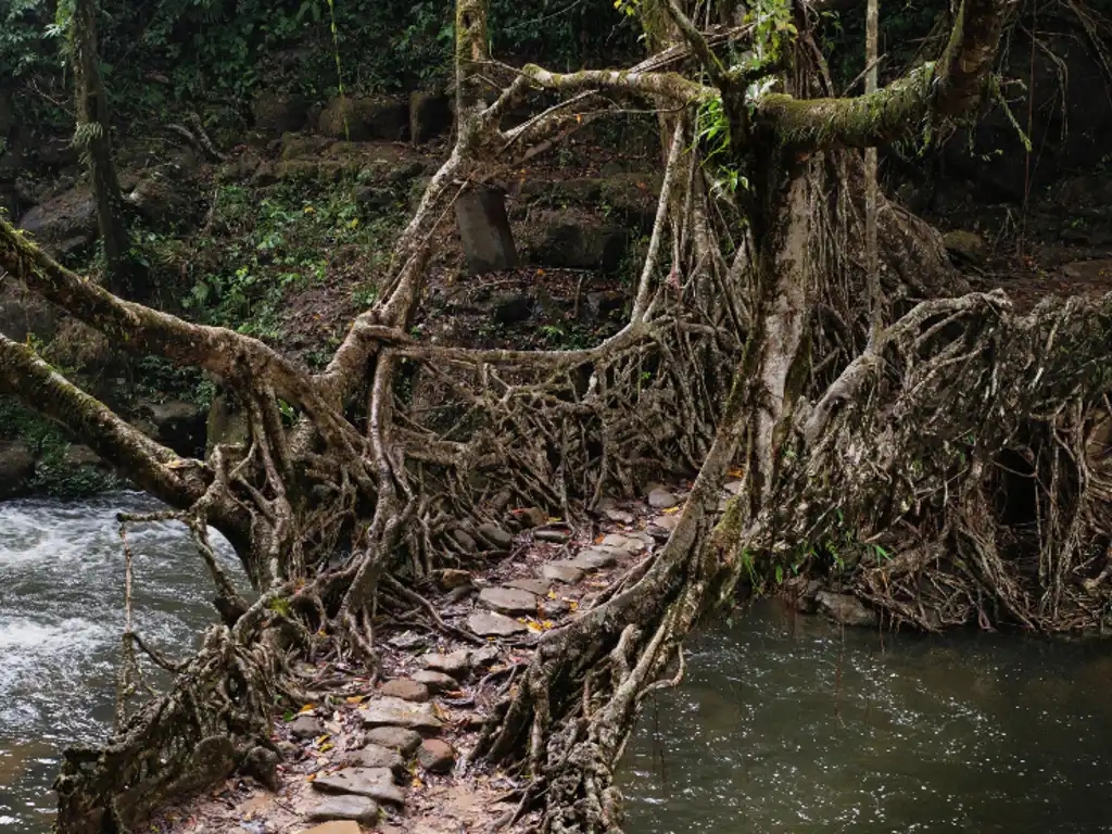 A living root bridge in India's Meghalaya region
