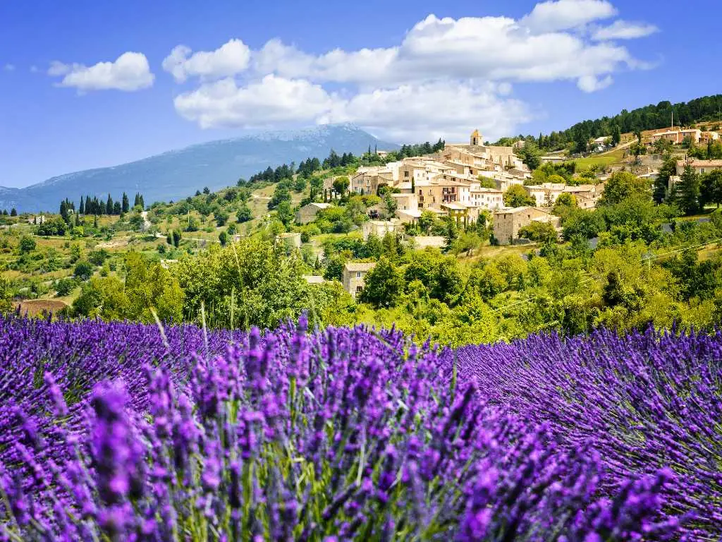lavender in Provence