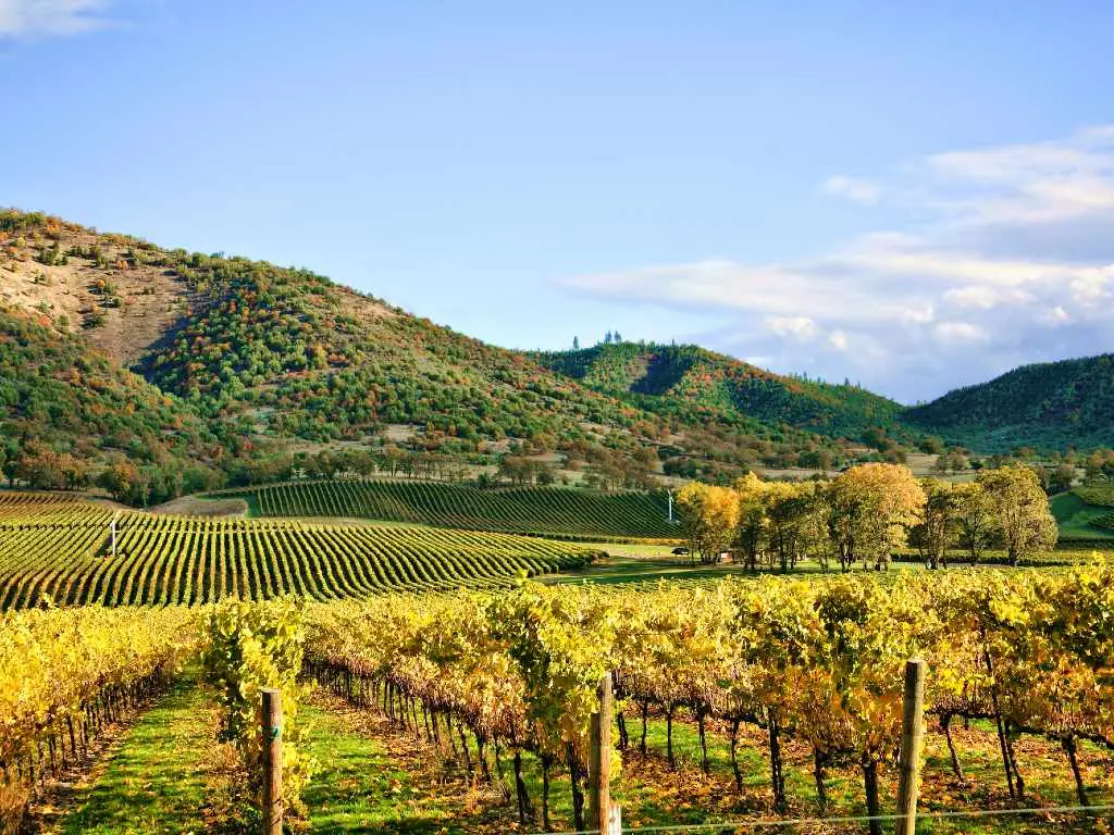 Napa Valley vineyards.