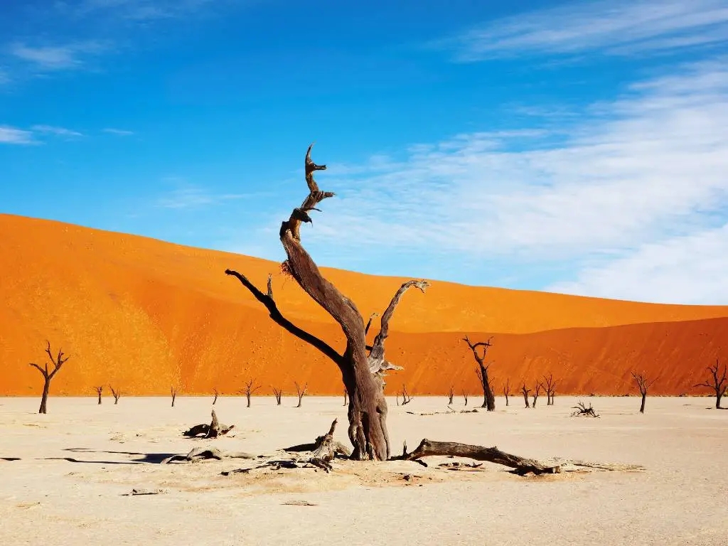 trees in Namibia's desert.