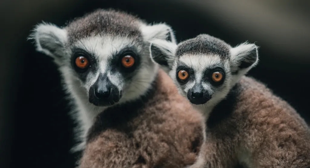 wild lemurs in Madagascar