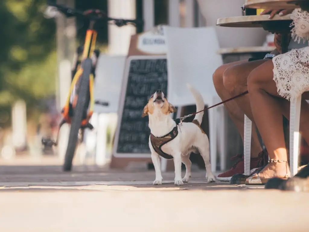 dog on leash with owner sitting at cafe.