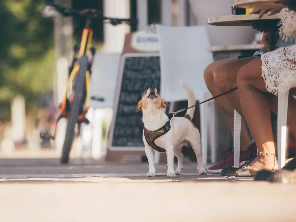 How To Travel Internationally With a Dog (Or Other pets) In 2026