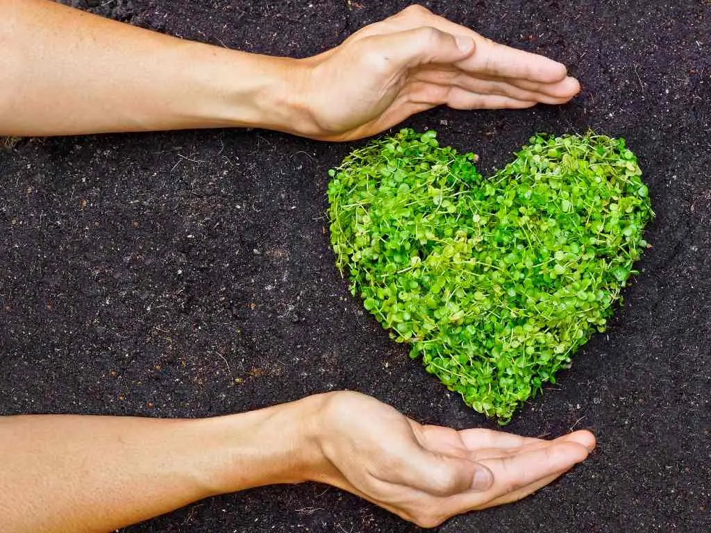 hands holding heart-shaped plant.