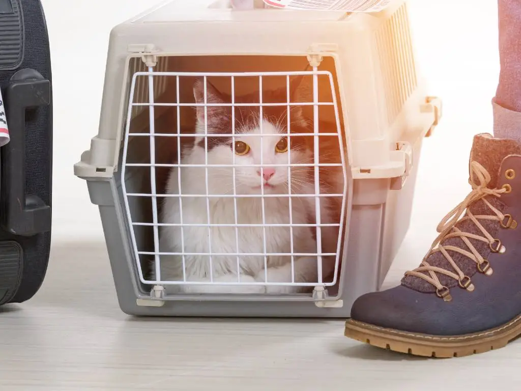 A Comprehensive Guide to Flying with Pets in the US