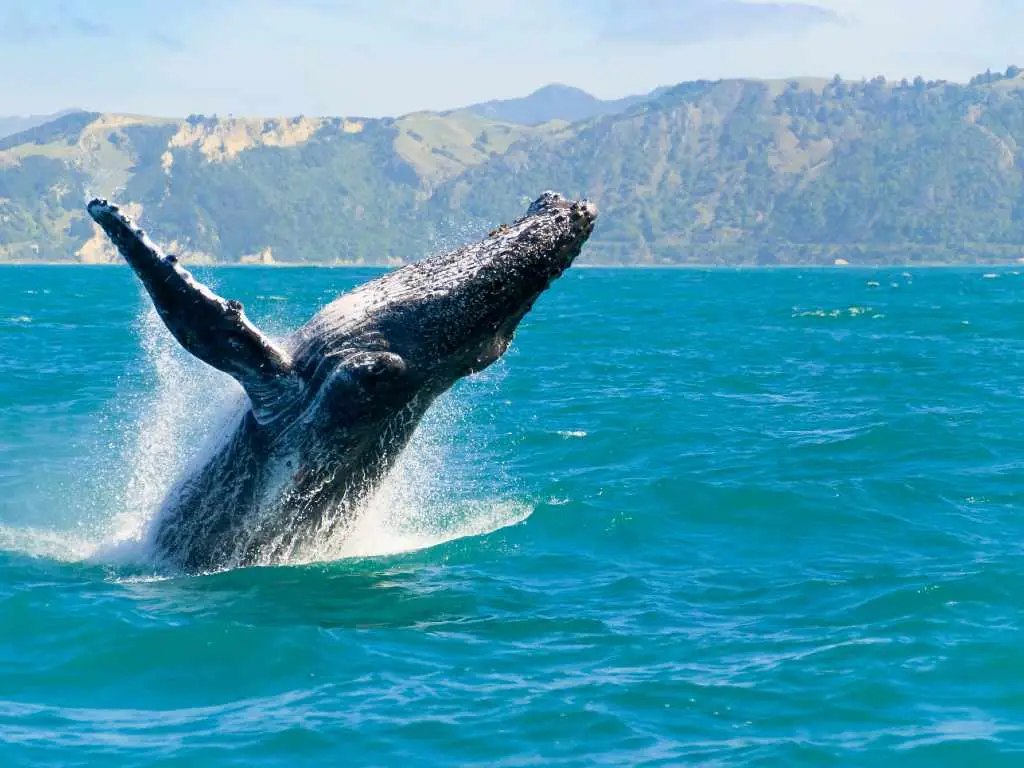 whale watching in Hawaii.
