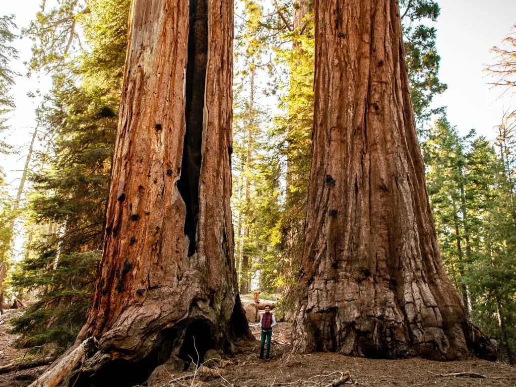 giant trees in California