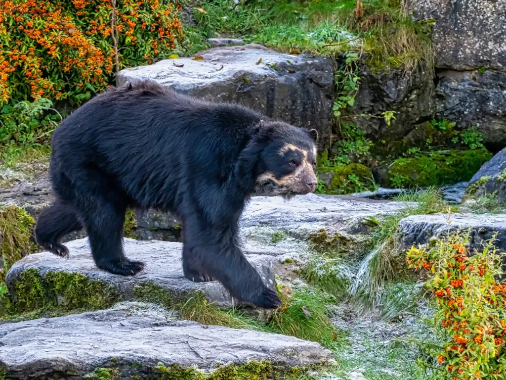 An Andean bear at the Inkaterra Andean Bear Sanctuary