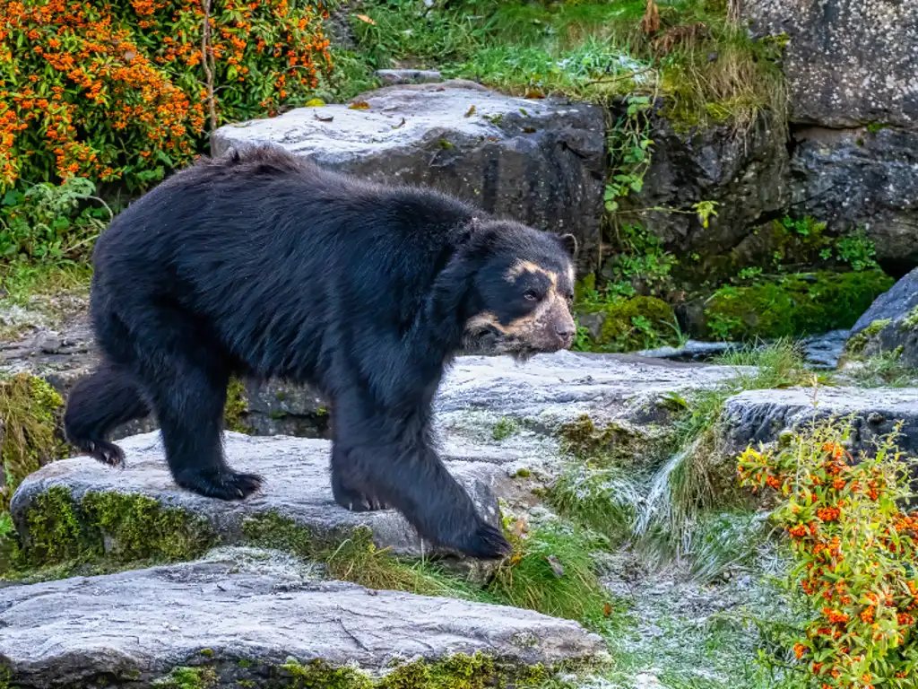 Inkaterra Machu Picchu Pueblo Hotel: The Boutique Eco-Hotel With Its Own Bear Sanctuary
