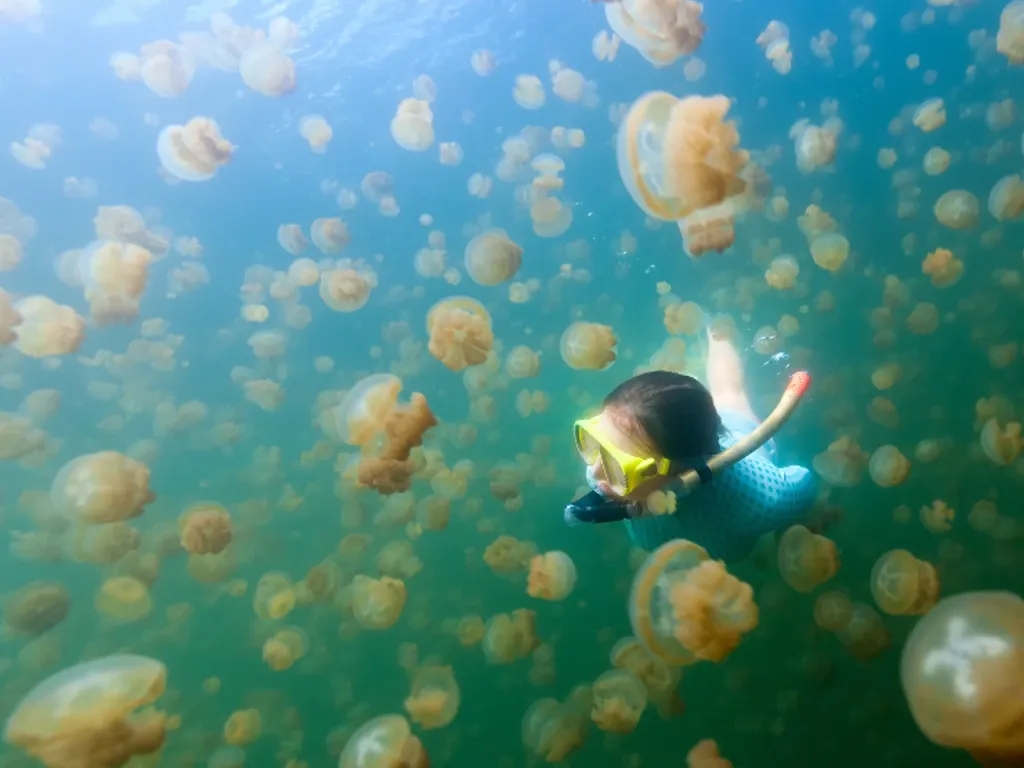 A person snorkels in Jellyfish Lake in Palau