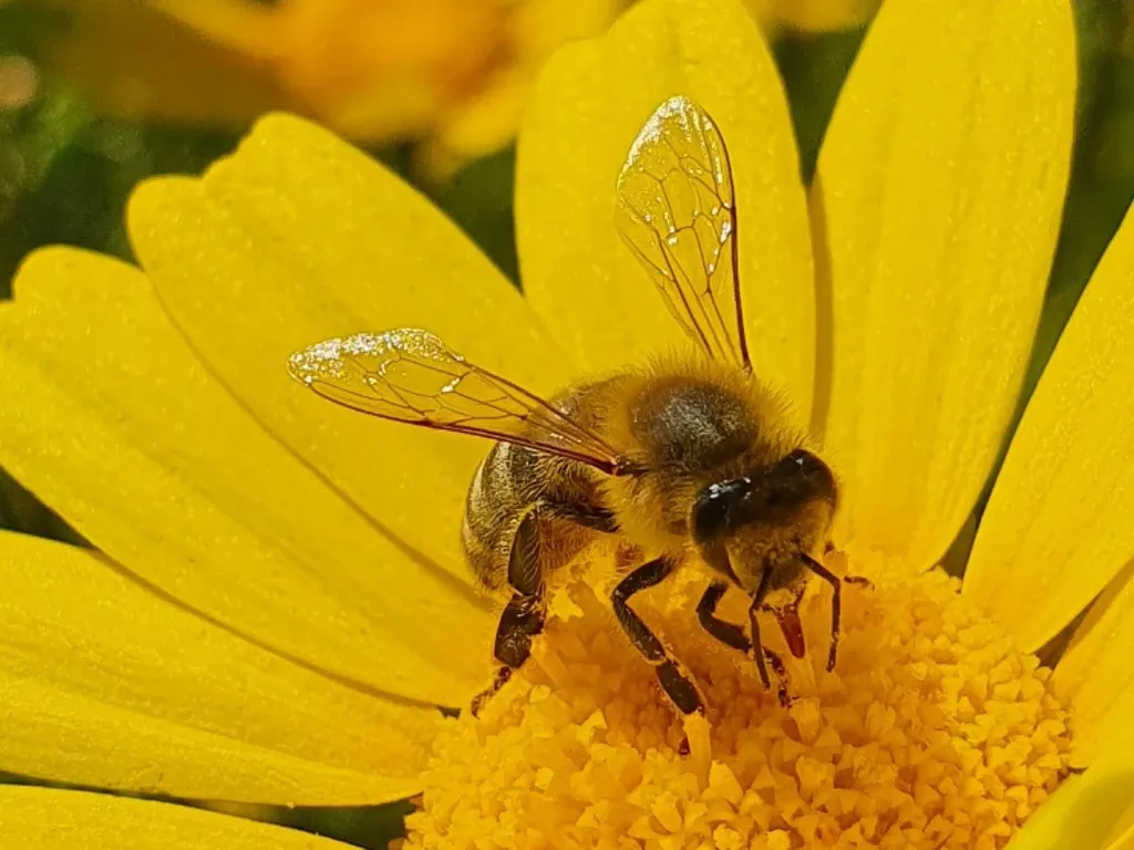 You Can Sleep With Bees in a Slovenian Apiary. Here’s How