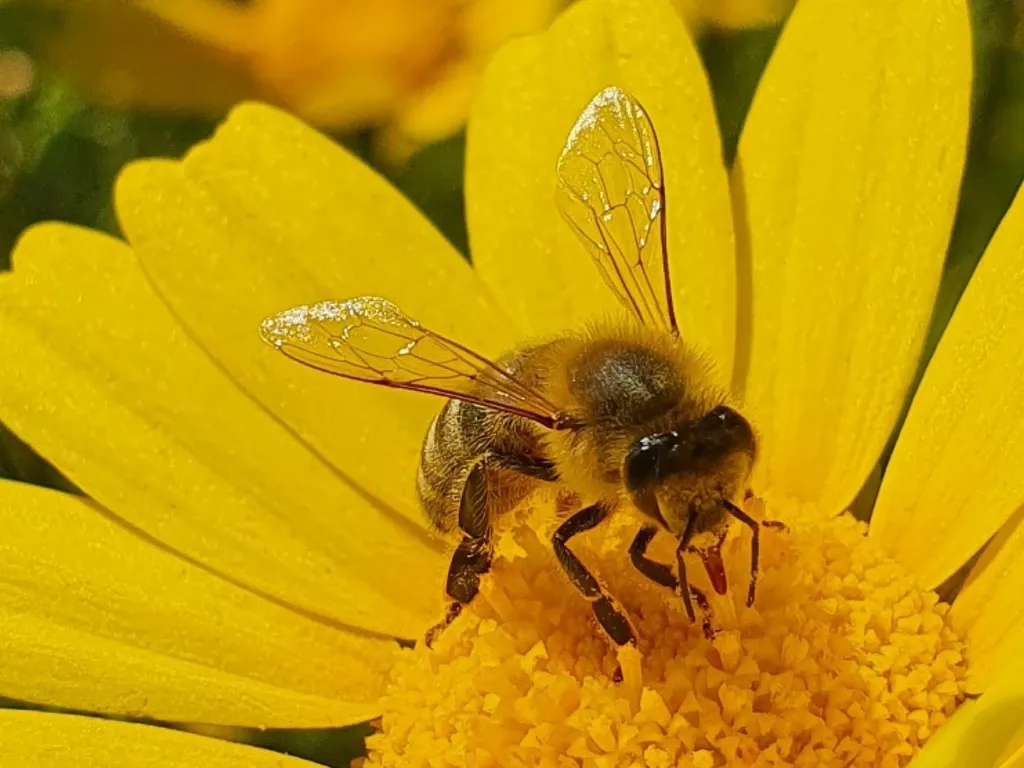 A bee sits on a yellow flower