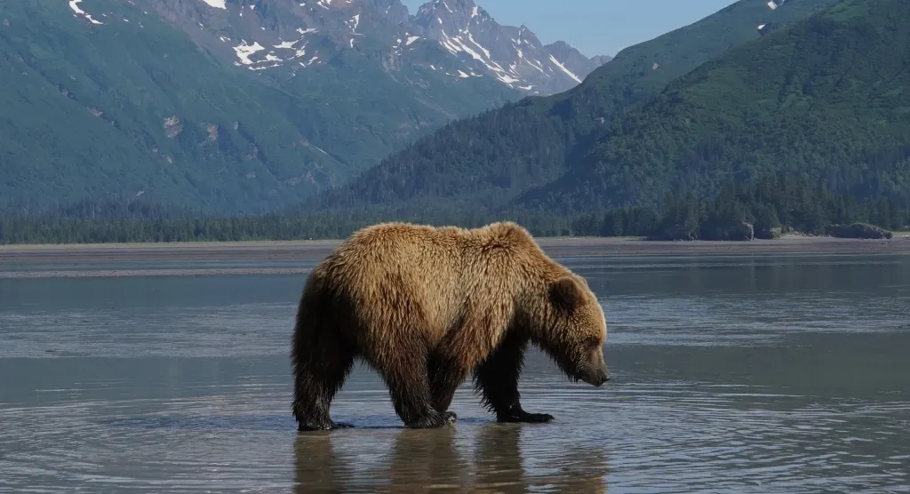 coastal brown bear in Alaska 