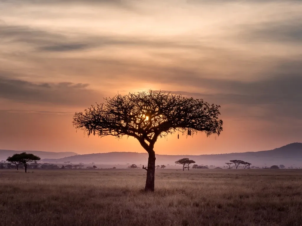 A tree and sunset in Tanzania