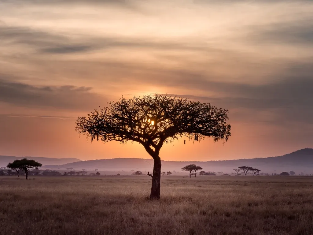 Tanzania: The African Country Where the First Humans May Have Walked