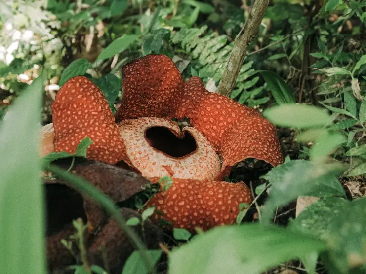 a blooming corpse flower