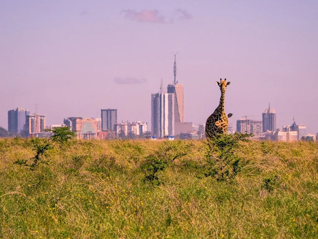 A giraffe with Nairobi skyline in the background.