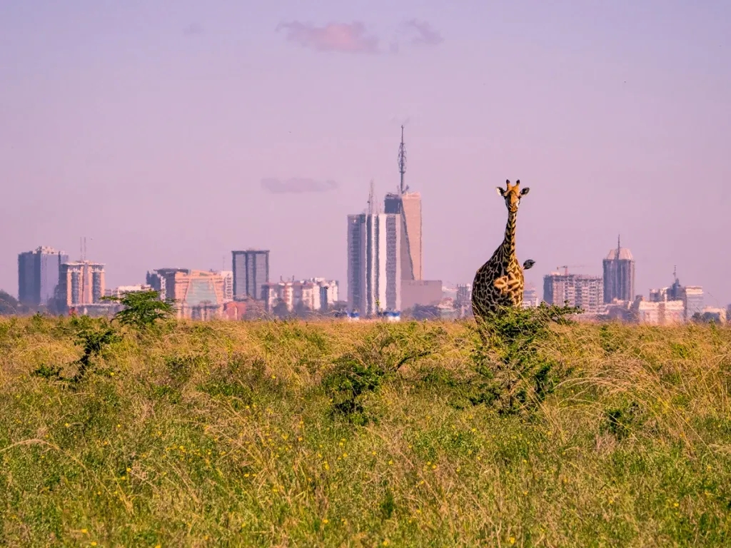 A giraffe with Nairobi skyline in the background.