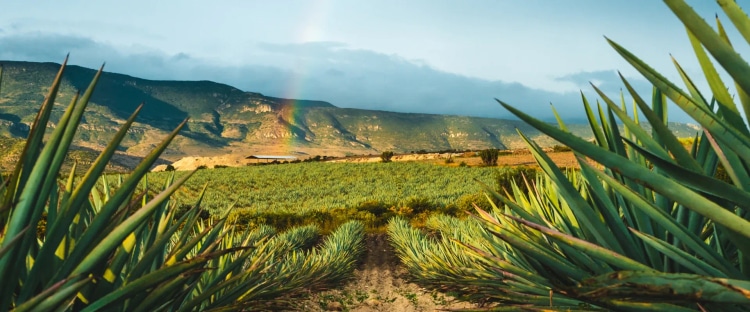 Tasting Mezcal in Matatlán