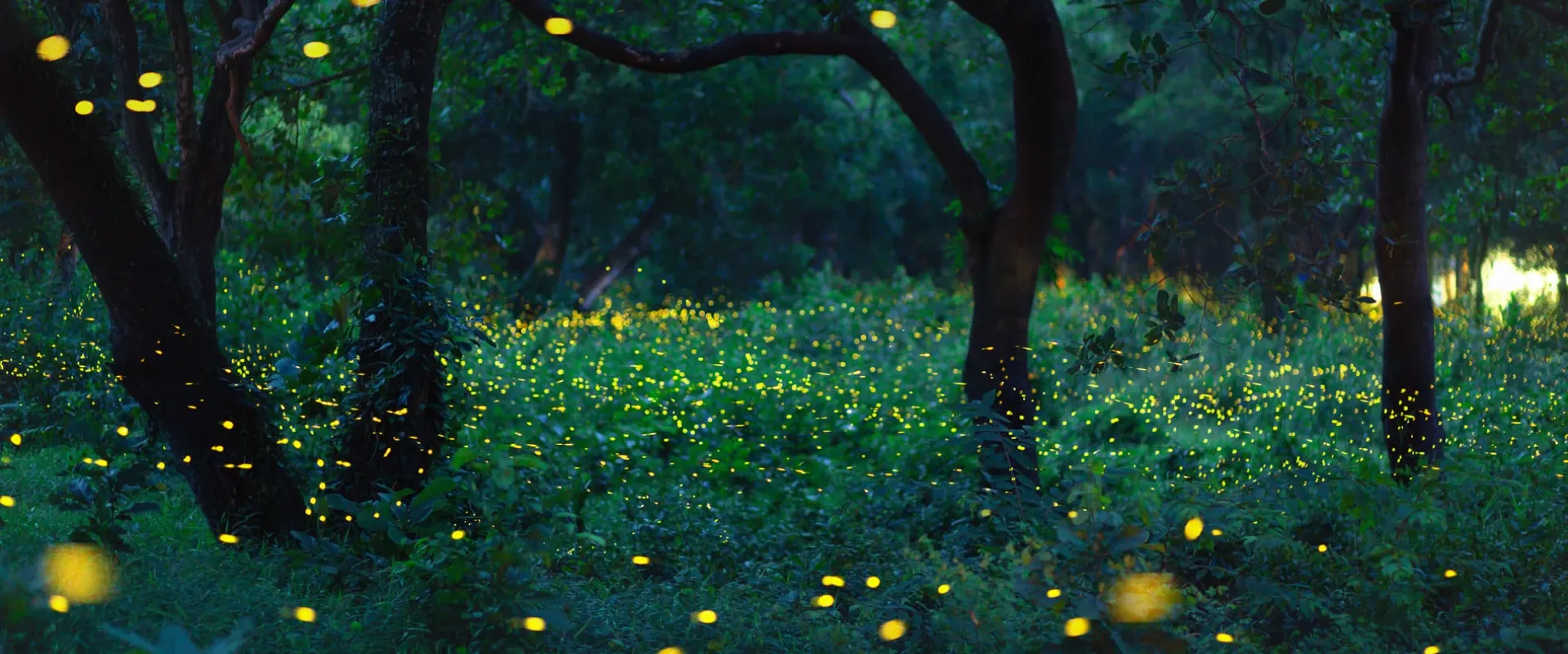 Fireflies flashing in synchrony in Great Smoky Mountains National Park