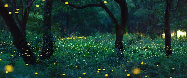 See Fireflies Flash Synchronously in Great Smoky Mountains National Park