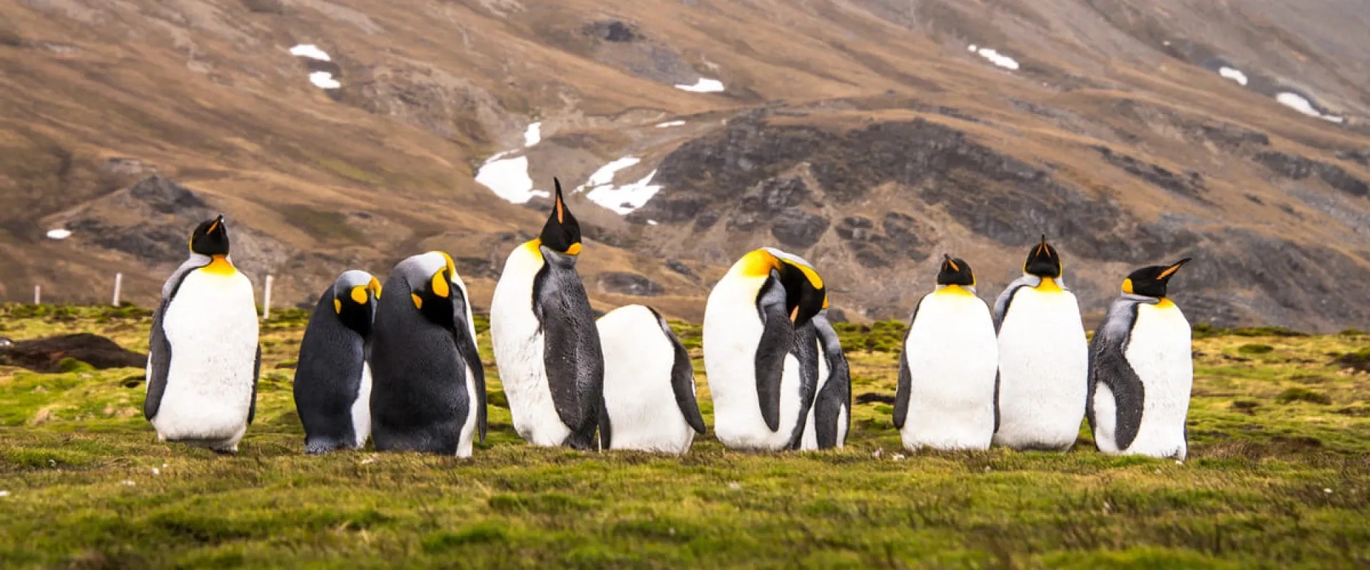 A group of king penguins in Chile
