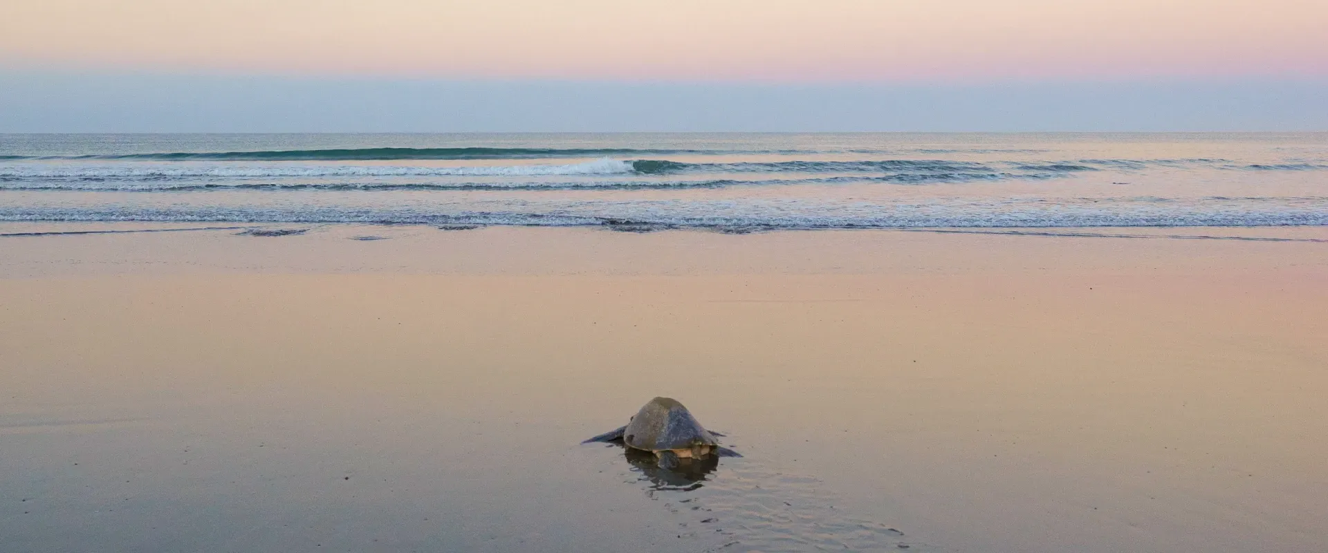 A turtle swims out to the sea in Costa Rica