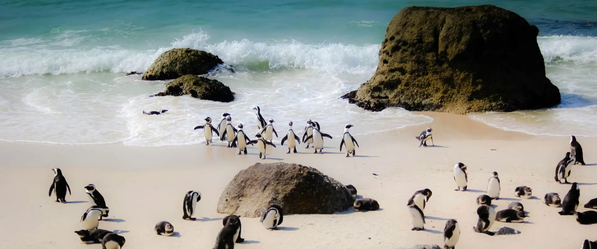penguins on a beach