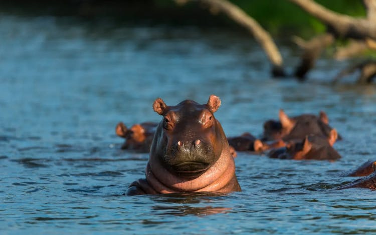 Canoeing with Hippos in Mana Pools National Park, Zimbabwe
