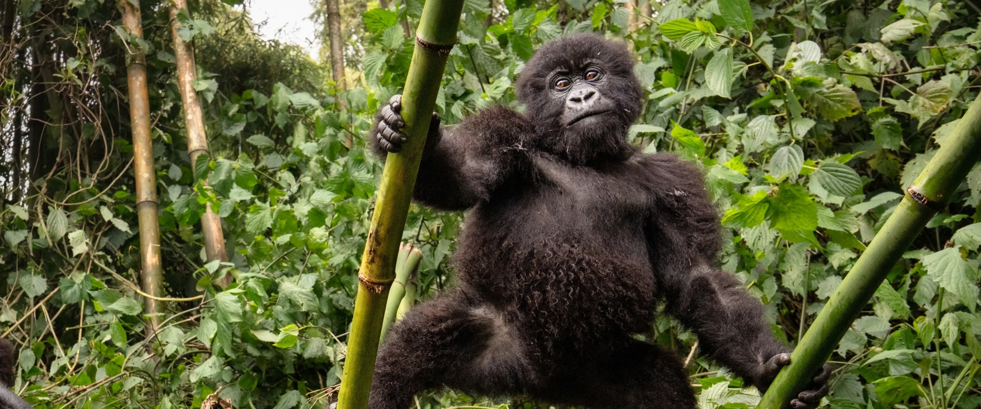 A gorilla sits in a tree in Rwanda