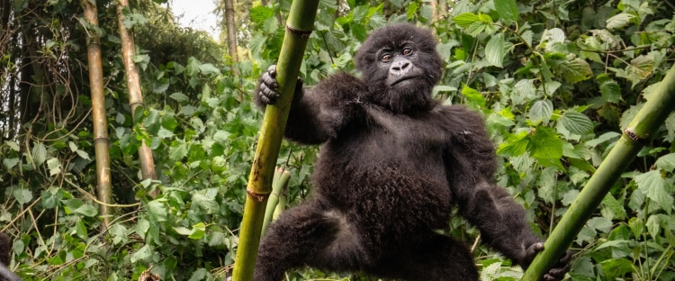 I Trekked To See Mountain Gorillas in Rwanda. Here’s How You Can Do It