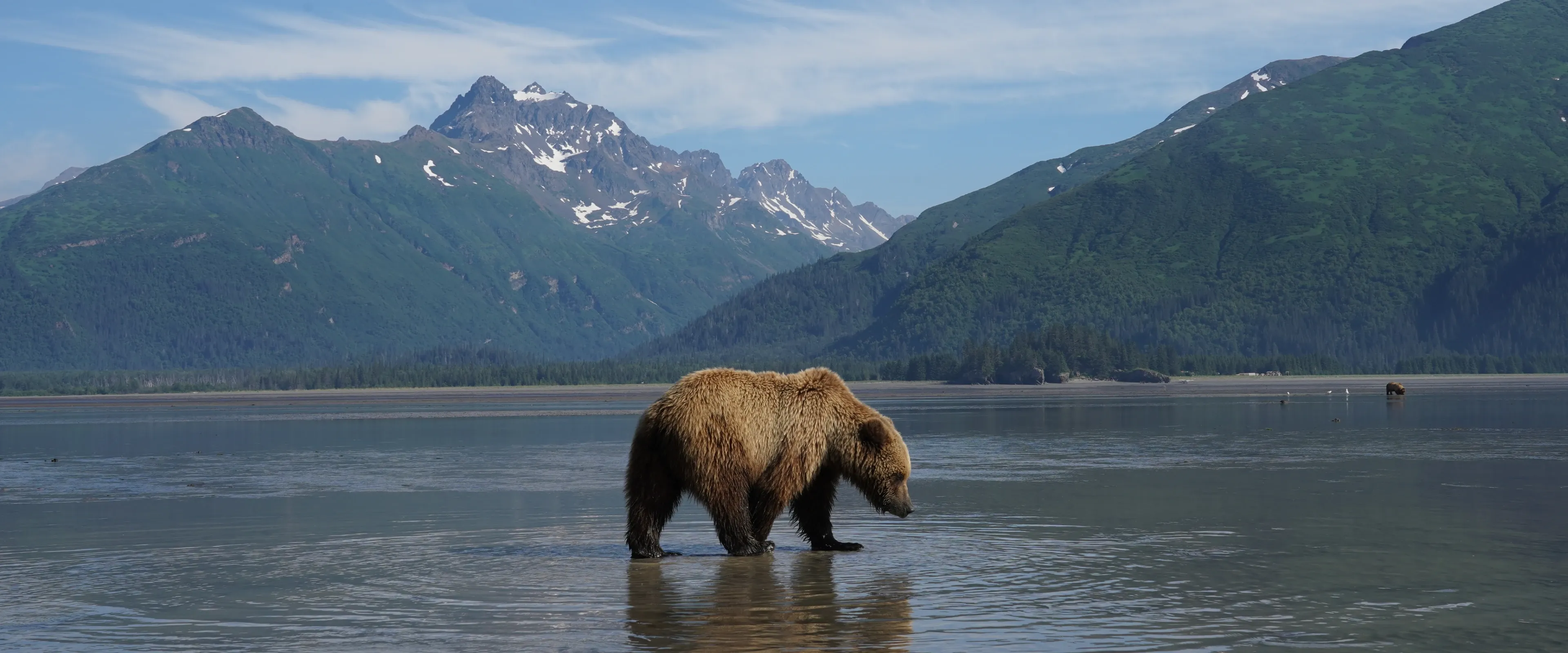 A bear walks through water in front of mountains in Alaska