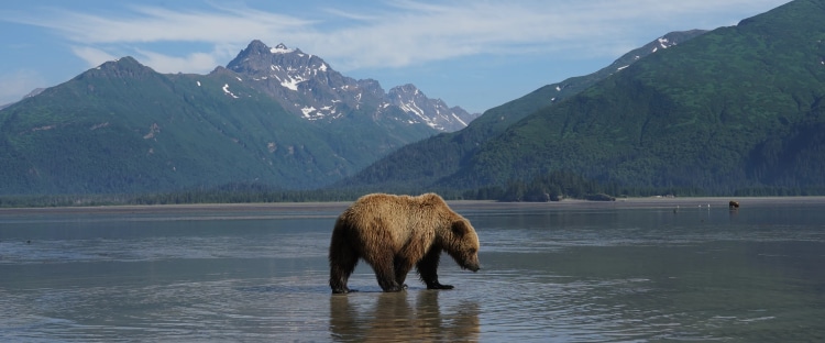 Viewing Coastal Brown Bears in Alaska