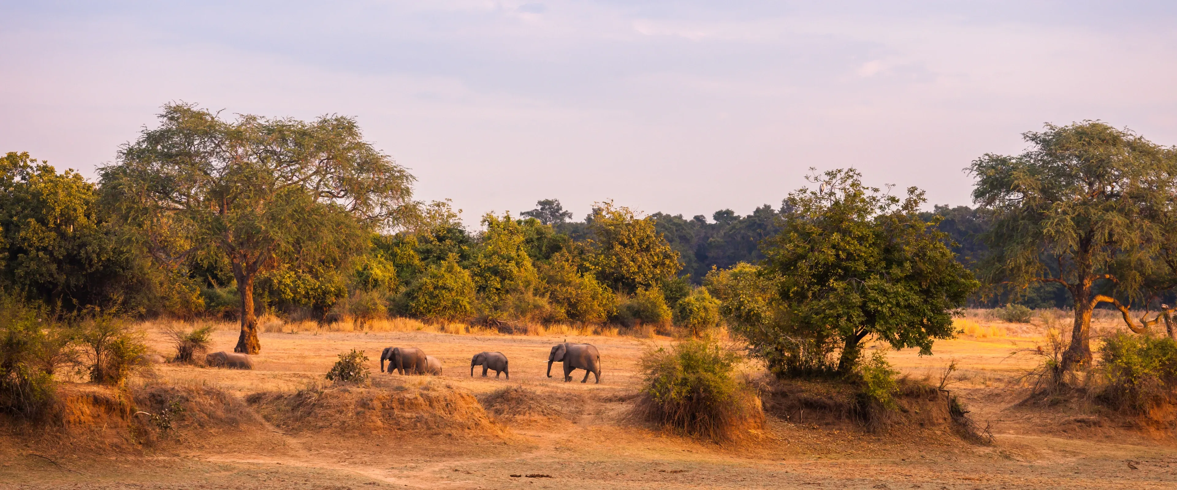Elephants walk through the savannah in Zambia