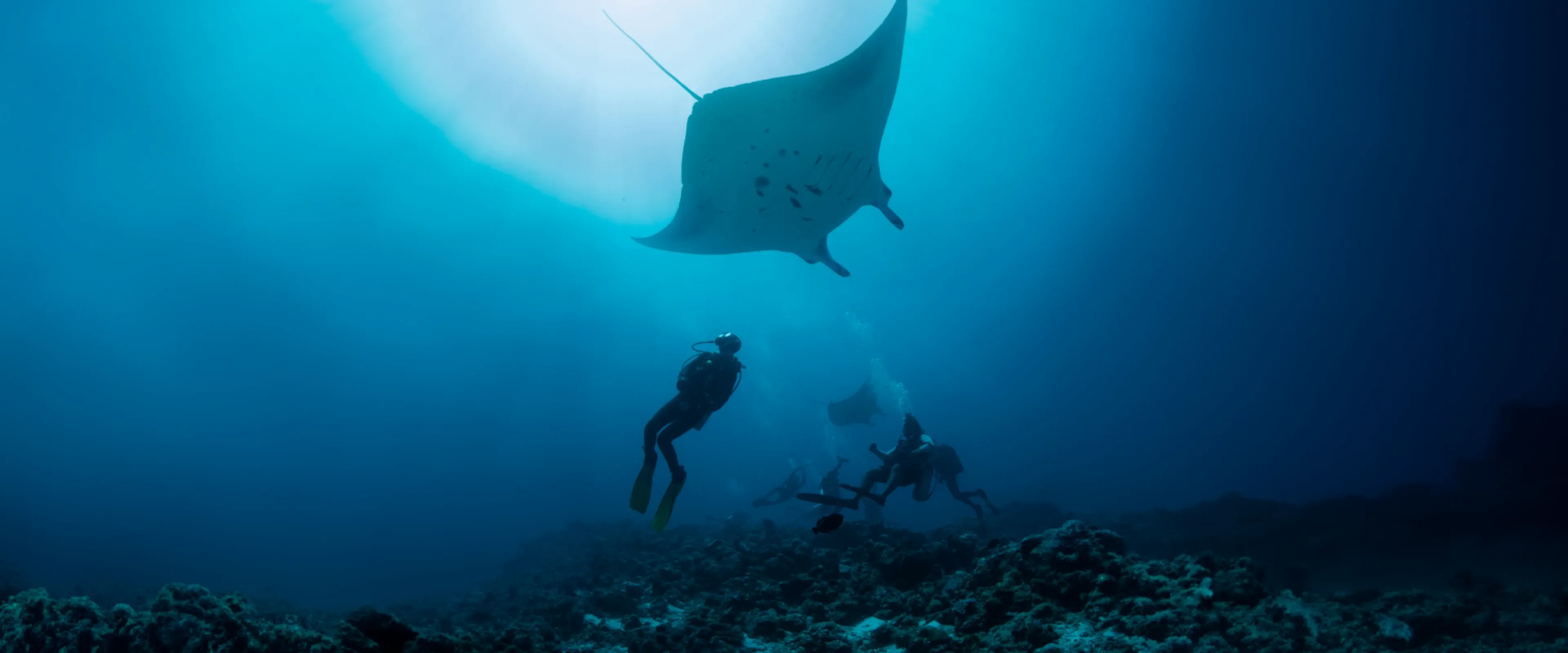 A diver swims with a manta ray